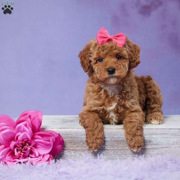Stella, Mini Goldendoodle Puppy